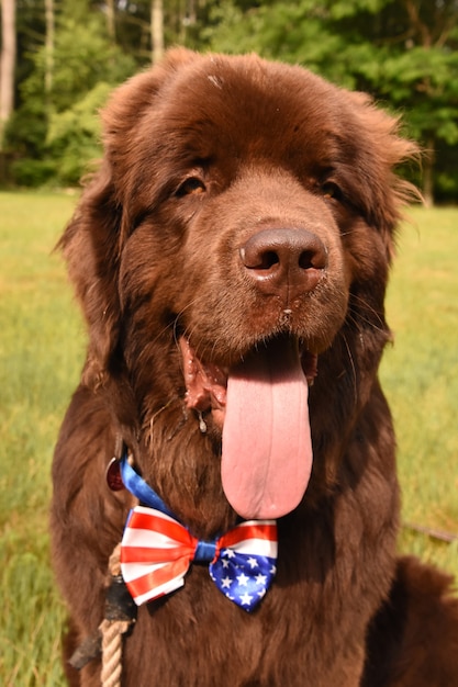 Śliczny brązowy pies nowofundlandzki z dużym różowym językiem i muszką.