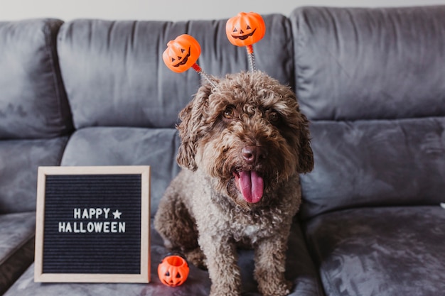 Śliczny brown hiszpański wodnego psa obsiadanie na kanapie w domu, będący ubranym śmiesznego pomarańczowego halloween diadem. happy halloween znak list pokładzie oprócz.