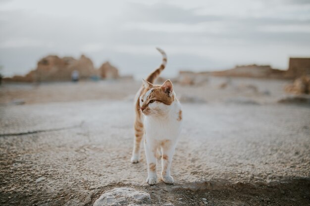 Śliczny domowy piękny kot na drodze w pustyni