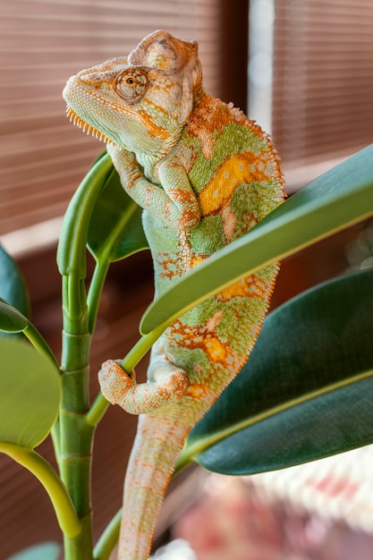 Bezpłatne zdjęcie Śliczny kameleon na roślinie