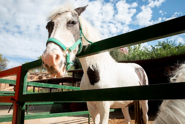 Bezpłatne zdjęcie Śliczny koń na farmie na zewnątrz
