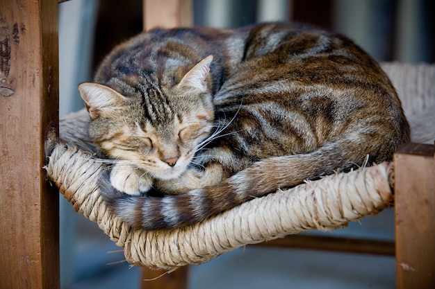 Śliczny kot śpi na starym drewnianym krześle na zewnątrz
