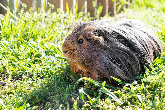 Śliczny królik doświadczalny na zielonej trawie w ogródzie