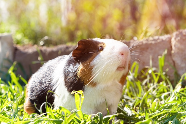 Śliczny królik doświadczalny na zielonej trawie w ogródzie