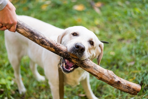 Śliczny labrador bawić się przynosi plenerowego