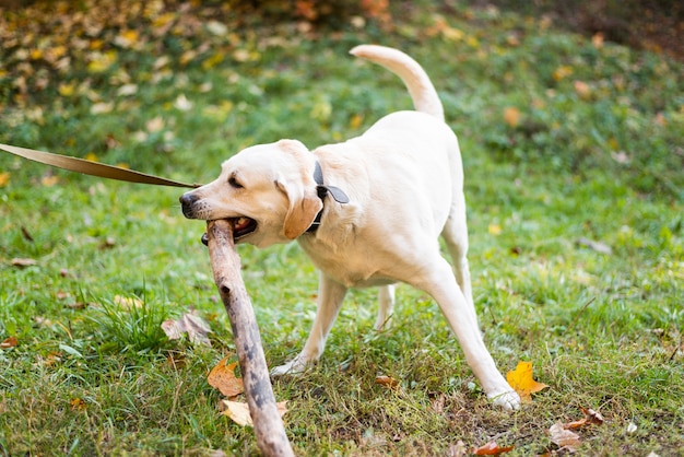 Śliczny labrador na zewnątrz bawić się