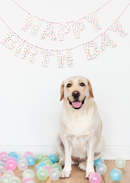 Śliczny Labrador Retriever przy przyjęciem urodzinowym