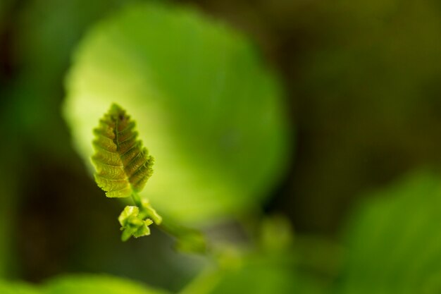 Śliczny mały liść z zamazanym zielonym tłem
