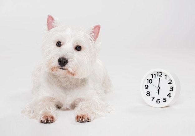 Bezpłatne zdjęcie Śliczny mały pies z zegarem