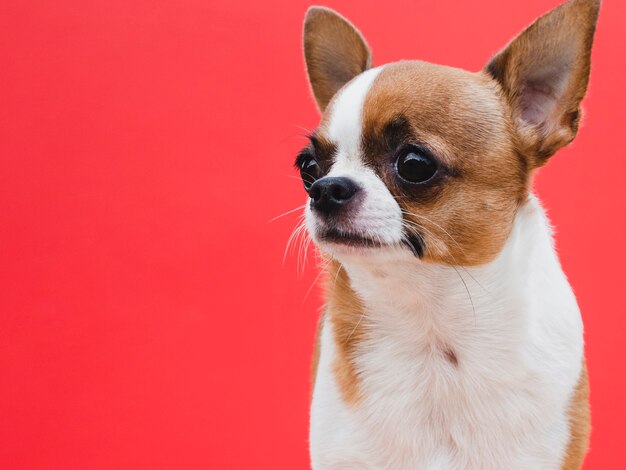 Śliczny mały psi traken patrzeje oddalonego czerwonego tło