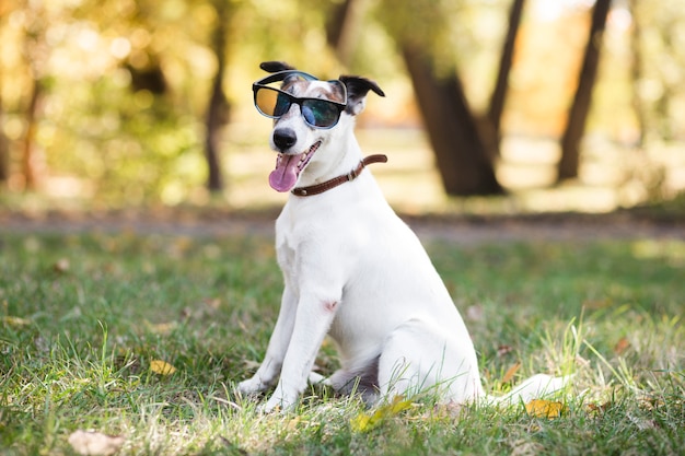Śliczny pies jest ubranym okularów przeciwsłonecznych siedzieć