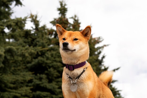 Śliczny pies shiba inu z niskim kątem