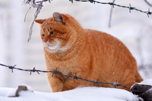 Śliczny pomarańczowy kot na zaśnieżonej ścianie za drutem kolczastym