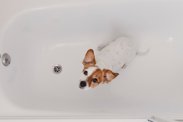 Śliczny śliczny mały pies mokry w wannie. młoda kobieta właściciel dostaje jej psa czyści w domu
