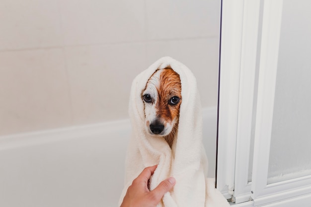 Śliczny śliczny mały pies mokry w wannie. młoda kobieta właściciel dostaje jej psa czyści w domu