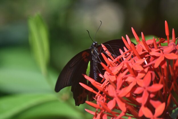 Śliczny szkarłatny motyl mormoński na czerwonych kwiatach