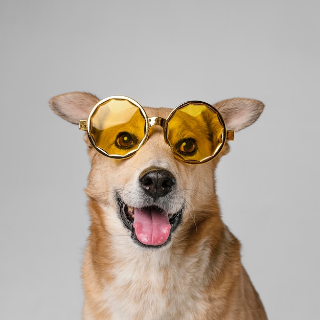 Śliczny uśmiechnięty pies nosi okulary przeciwsłoneczne
