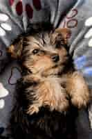 Bezpłatne zdjęcie Śliczny yorkshire terrier szczeniak odpoczywa w łóżku