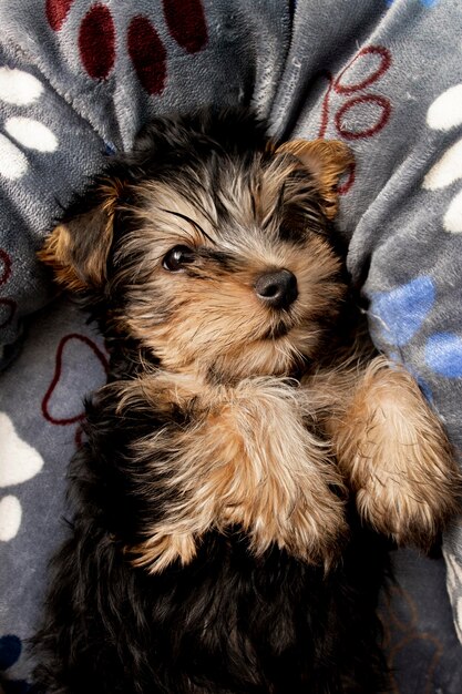 Śliczny yorkshire terrier szczeniak odpoczywa w łóżku