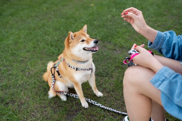 Śliczny zwierzak shiba inu z rodziną