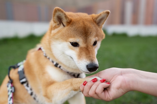 Śliczny zwierzak shiba inu z rodziną