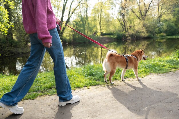 Śliczny zwierzak shiba inu z rodziną