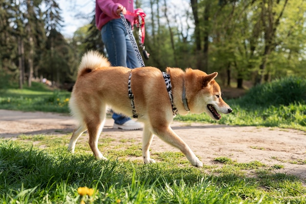 Śliczny zwierzak shiba inu z rodziną