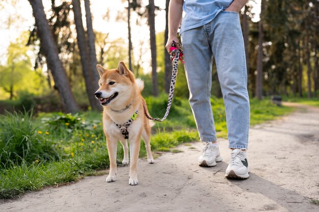 Śliczny zwierzak shiba inu z rodziną