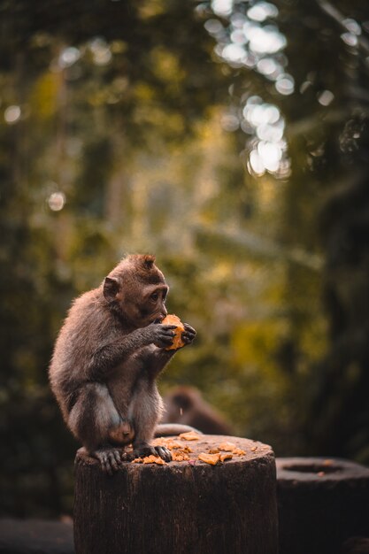 Słodka małpa makaka jedząca owoc