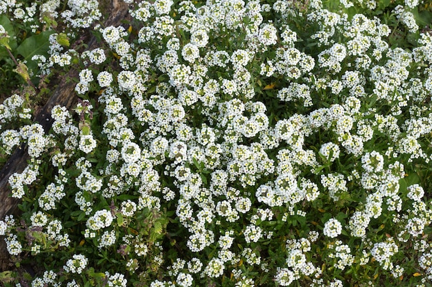 Słodki alyssum Lobularia maritima, Malta, Morze Śródziemne