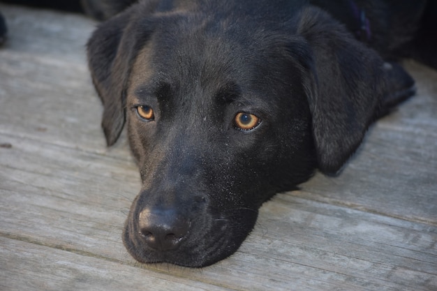 Słodki czarny labrador retriever o bardzo ładnych oczach.