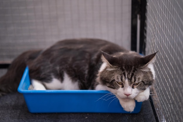 Słodki dwukolorowy kot odpoczywa w małym niebieskim pudełku