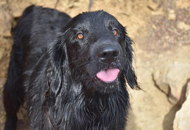 Słodki, flat-coated retriever z wystającym różowym językiem.