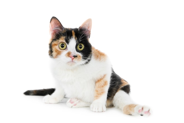 Słodki futrzany niepełnosprawny kot domowy siedzący na białej powierzchni z rozłożonymi nogami