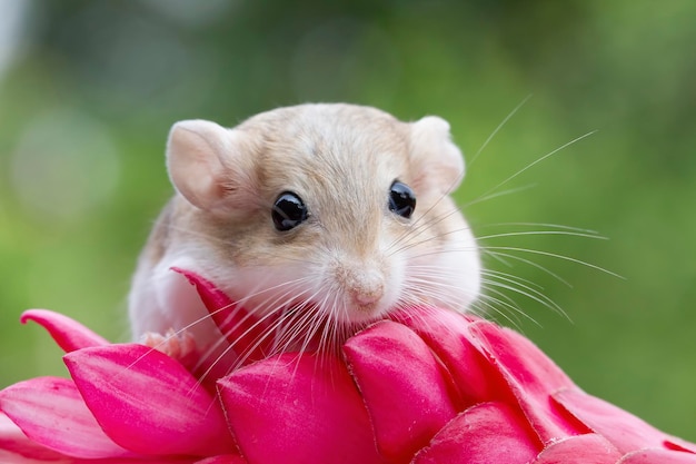 Słodki gruby ogon myszoskoczka pełza po czerwonym kwiatku