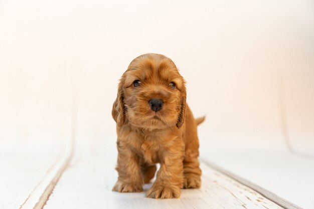 Słodki i puszysty szczeniak rasy Cocker Spaniel angielski stojący na drewnianej białej powierzchni