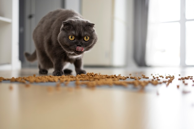 Słodki kot jedzący jedzenie na podłodze