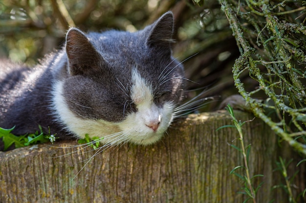 Słodki kot śpi pośród roślin w ogrodzie