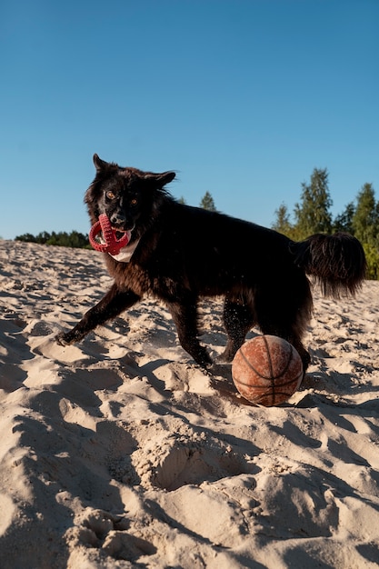 Bezpłatne zdjęcie słodki pies bawi się piłką na plaży