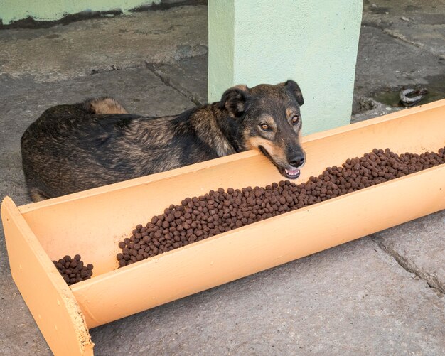 Słodki pies czeka na adopcję obok jedzenia