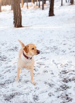 Słodki pies na zewnątrz w sezonie zimowym
