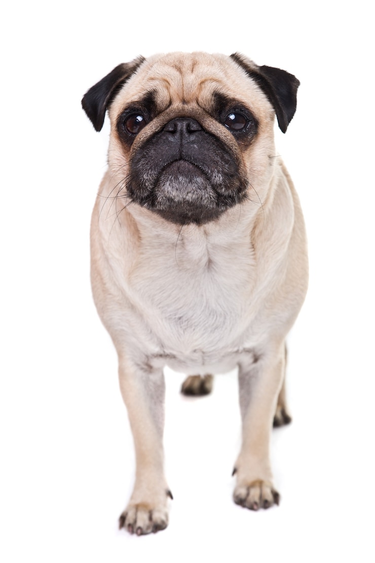 Bezpłatny plik Zdjęcie słodki pies pug odizolowany na białej ścianie