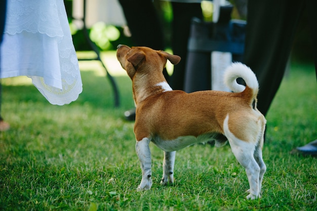 Słodki pies rasy basenji bawi się na świeżym powietrzu w ciągu dnia