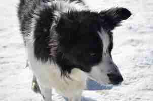 Bezpłatne zdjęcie słodki pies rasy border collie w zimie.