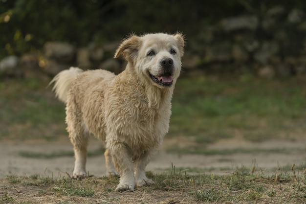 Słodki pies rasy golden retriever z karłowatością pływający w rzece