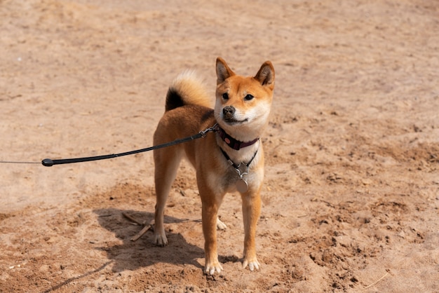 Słodki pies shiba inu z wysokim kątem na plaży