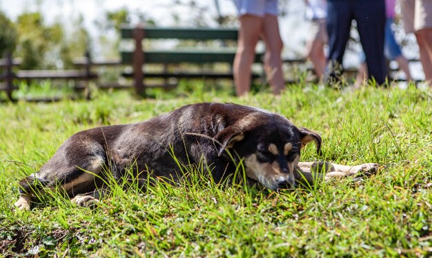 Słodki pies śpi na trawie w parku