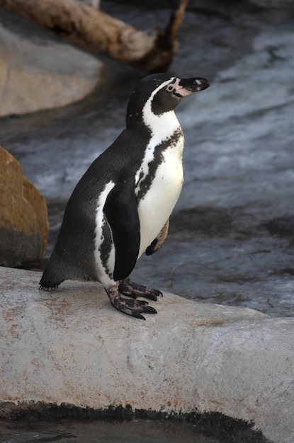 Słodki pingwin białobrewy stojący na skale między dwoma basenami
