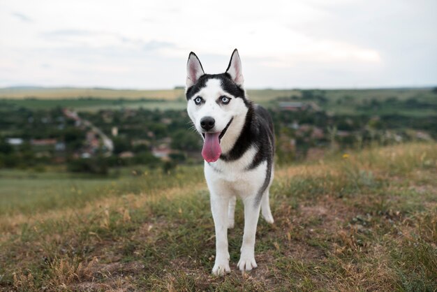 Słodkie husky spędzające czas na łonie natury