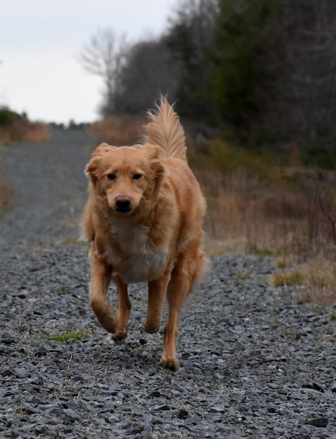 Słodkie kaczki tolling retriever pies biegający wzdłuż żwirowego podjazdu.